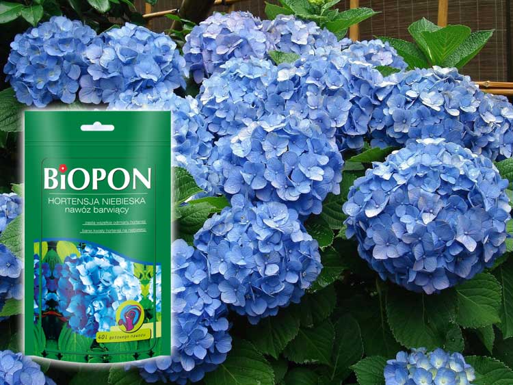Добриво барвник "блакитна гортензія" Biopon 200г