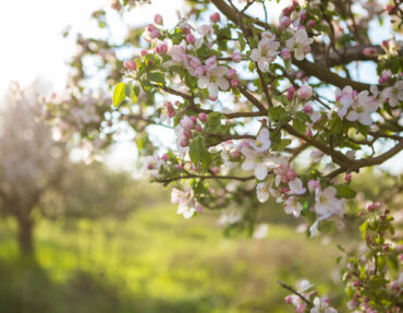 the-orchard-s-delight-a-guide-to-cultivating-fruit-trees-in-your-garden-35291799 the-orchard-s-delight-a-guide-to-cultivating-fruit-trees-in-your-garden-35291799